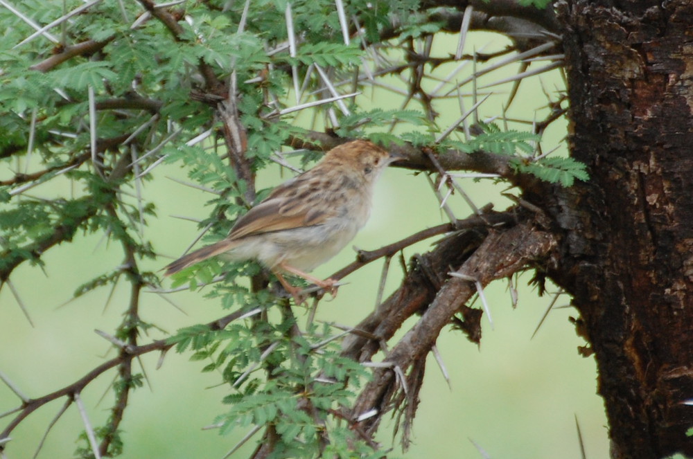 Tanzania - Cisticola sp.